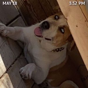 Meet your Posher, Donna